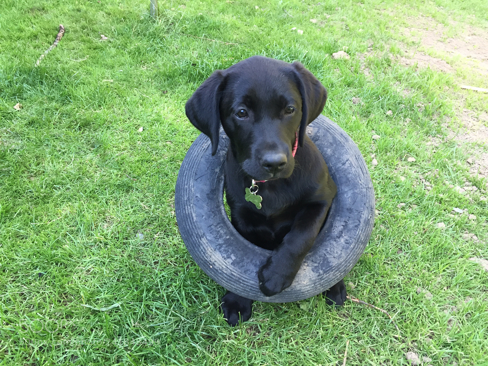 Apple iPhone 6 sample photo. Black labrador puppy in photography