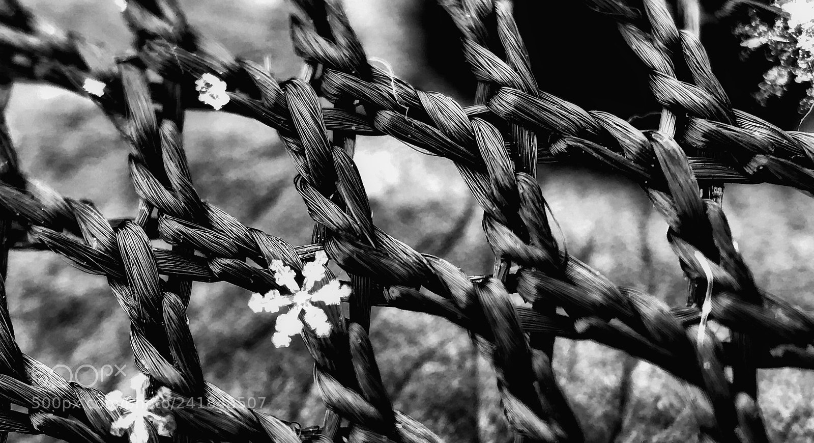 Apple iPhone 7 Plus sample photo. 雪花 photography