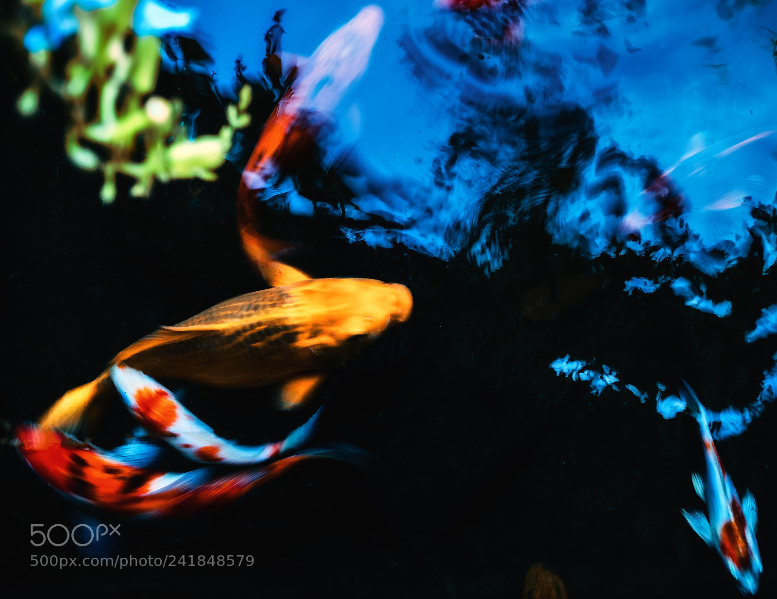 Olympus OM-D E-M1 Mark II sample photo. “koi colour” photography