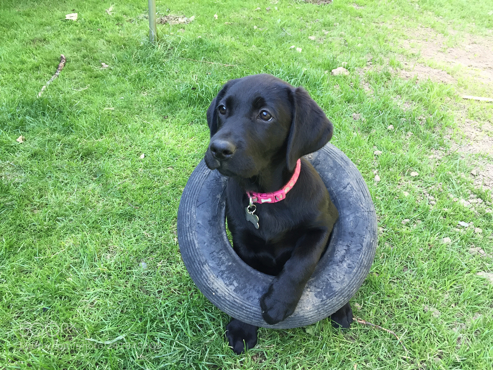 Apple iPhone 6 sample photo. Black labrador puppy in photography