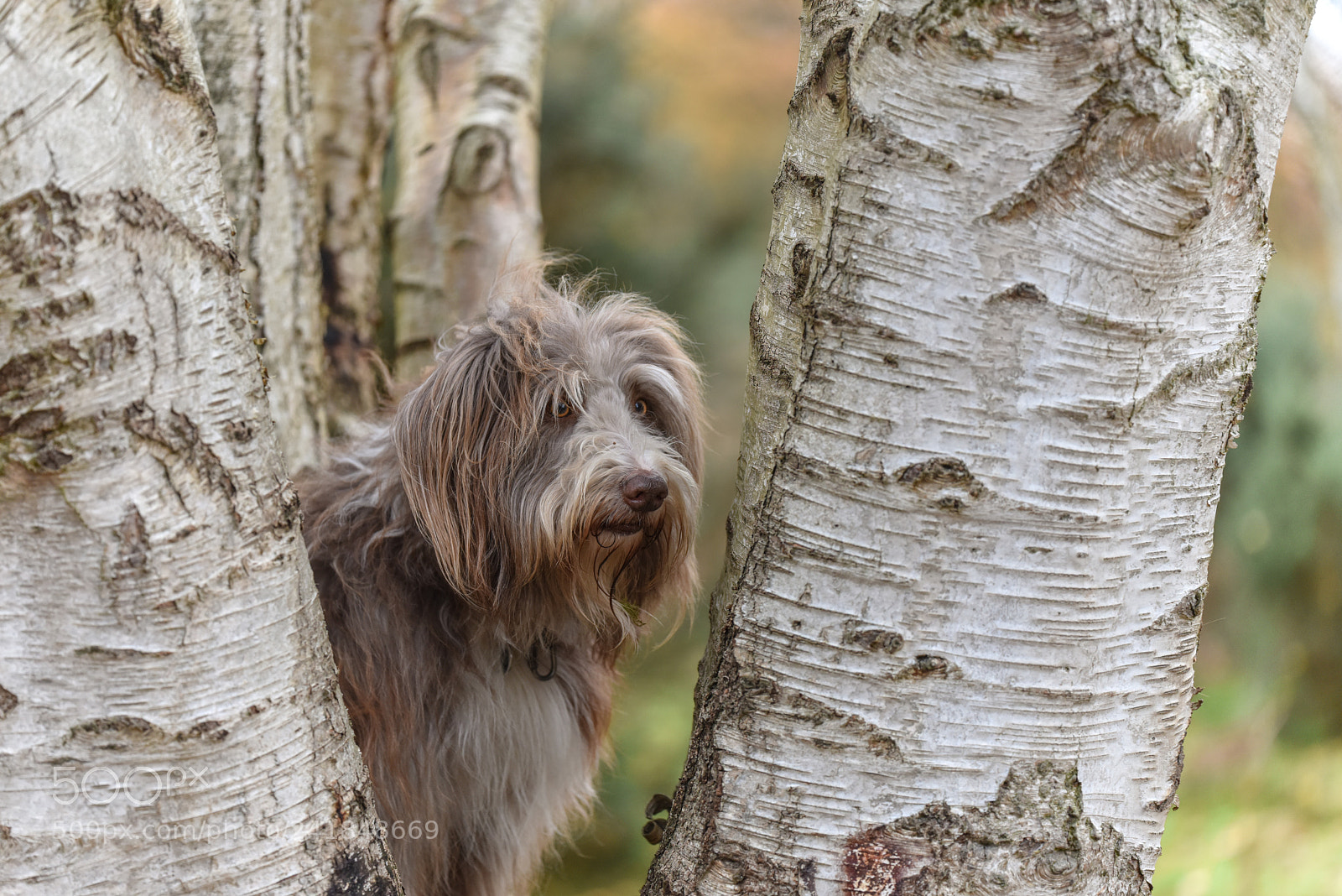 Nikon D810 sample photo. Hiding in the trees photography