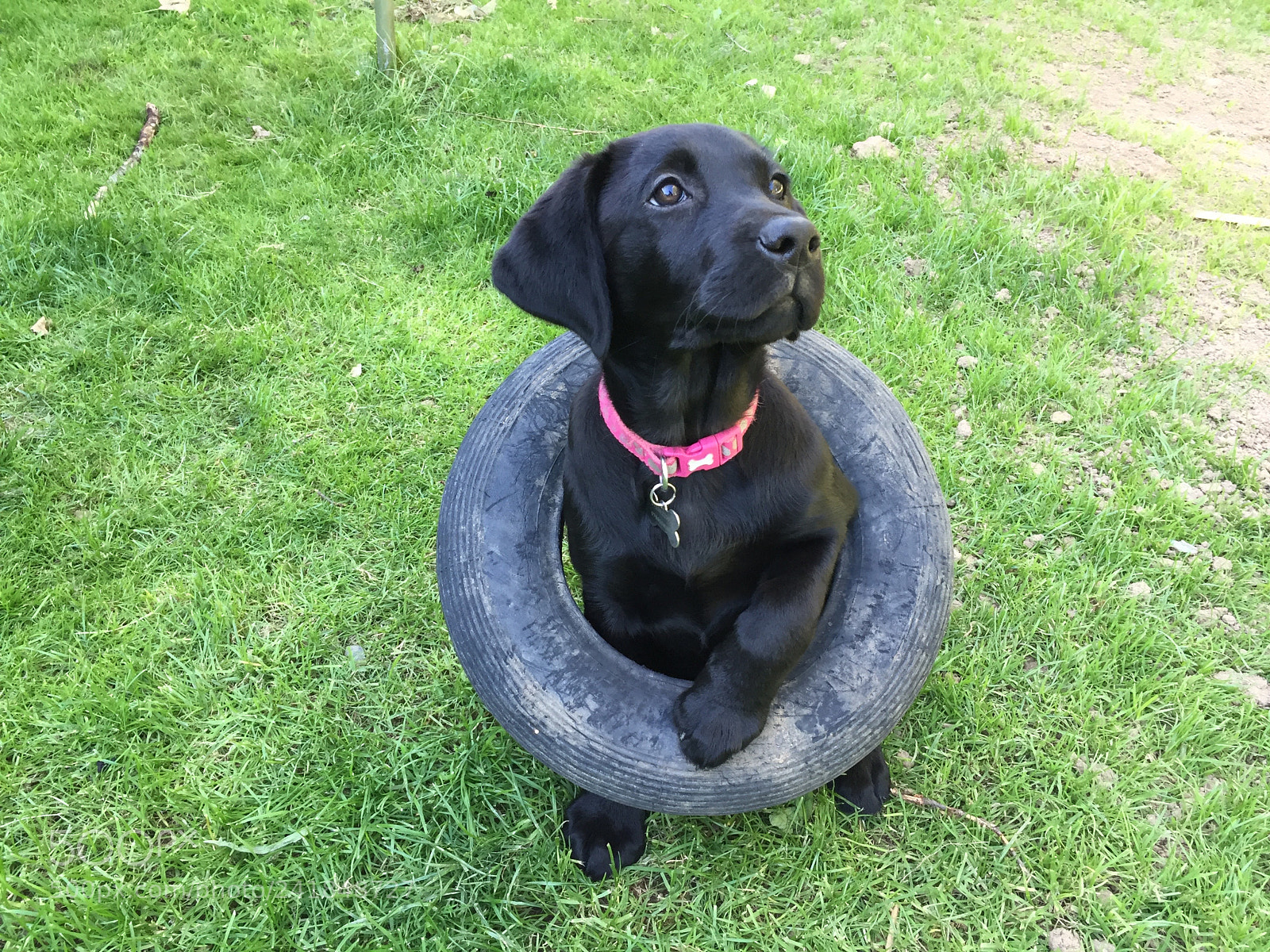 Apple iPhone 6 sample photo. Black labrador puppy in photography