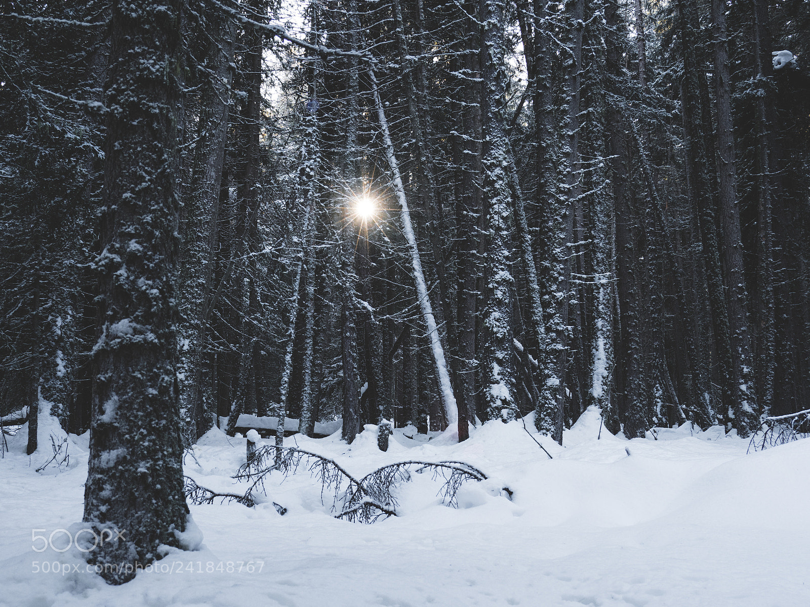 Olympus OM-D E-M1 Mark II sample photo. Winter woods photography