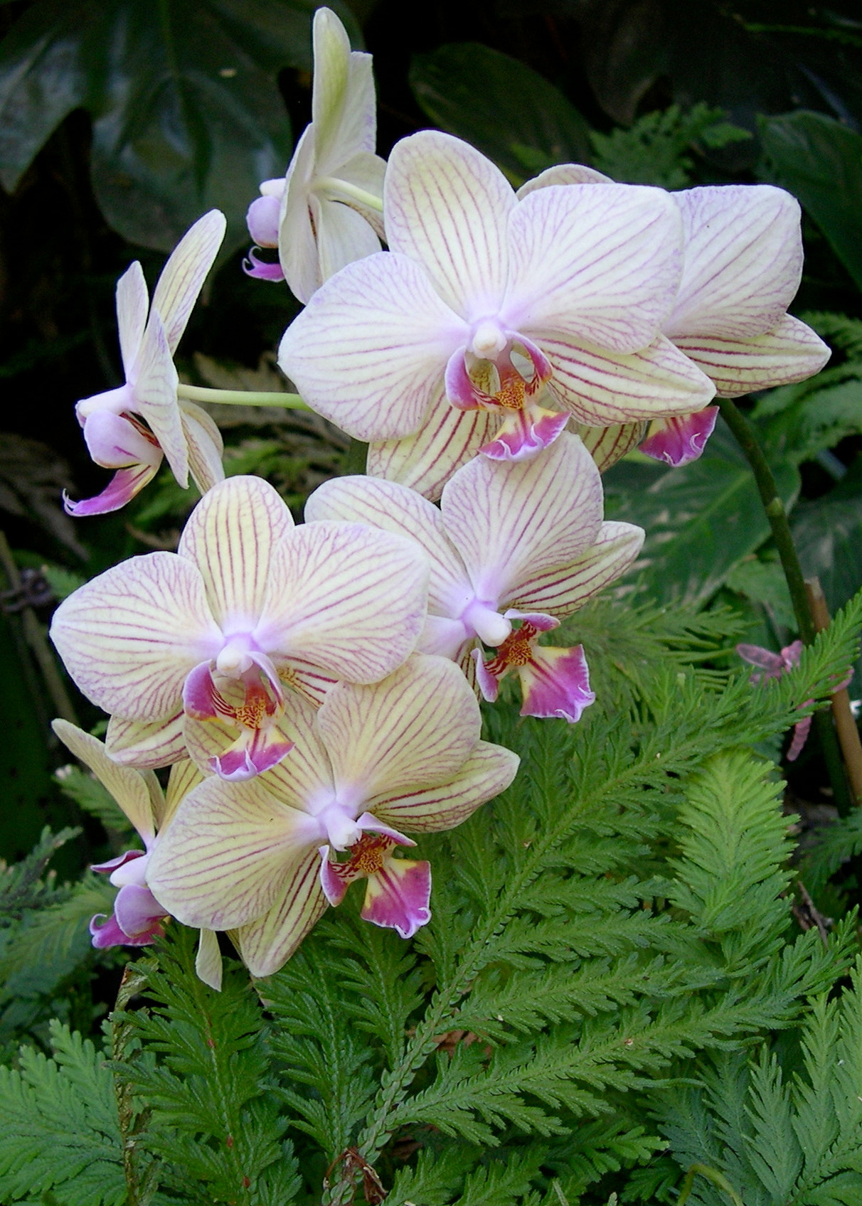 Nikon E4300 sample photo. Orchids photography