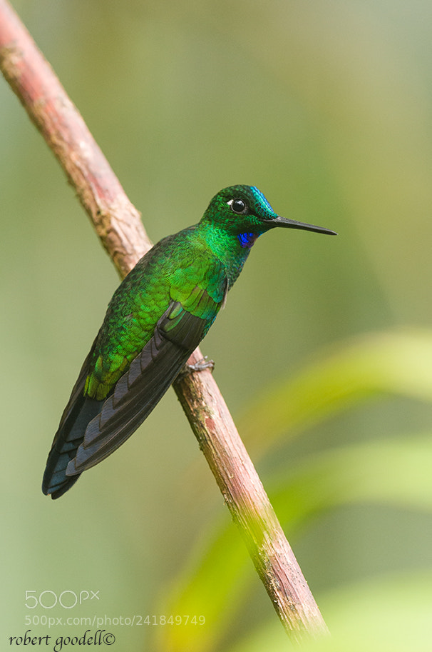 Nikon D300 sample photo. Green-crowned brilliant photography