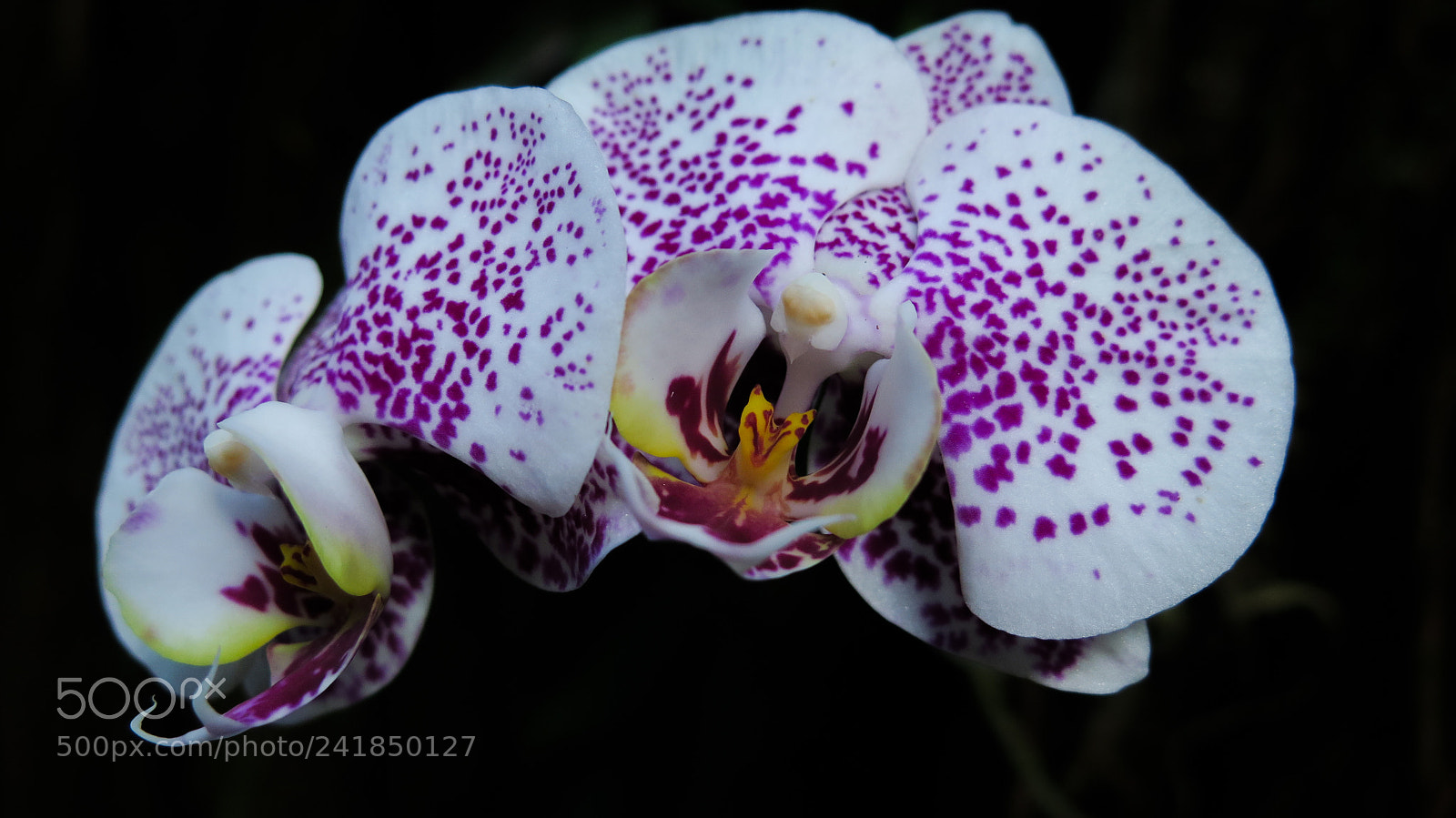 Canon PowerShot G16 sample photo. Purple and white orchid photography