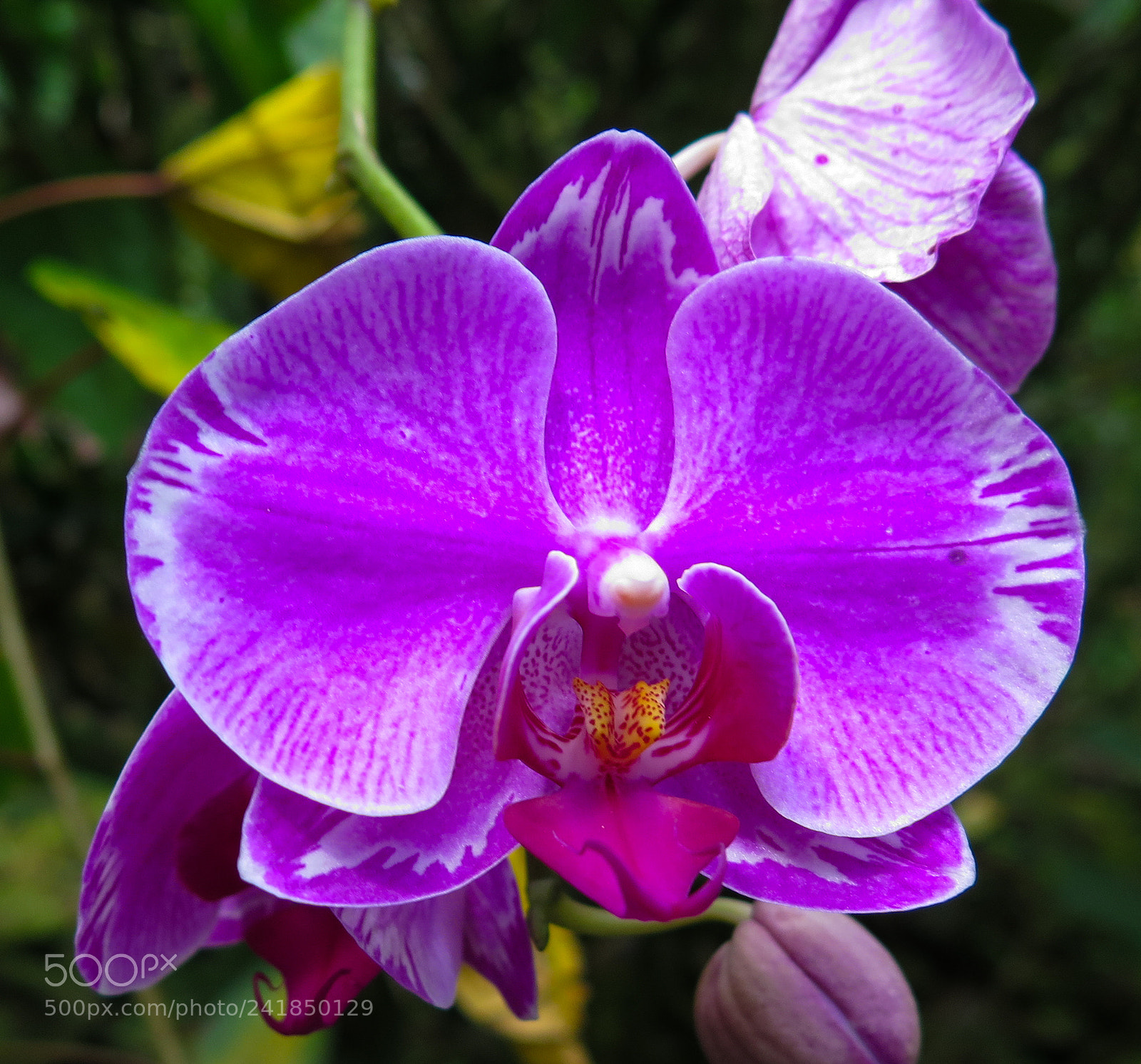 Canon PowerShot G16 sample photo. Purple orchid photography