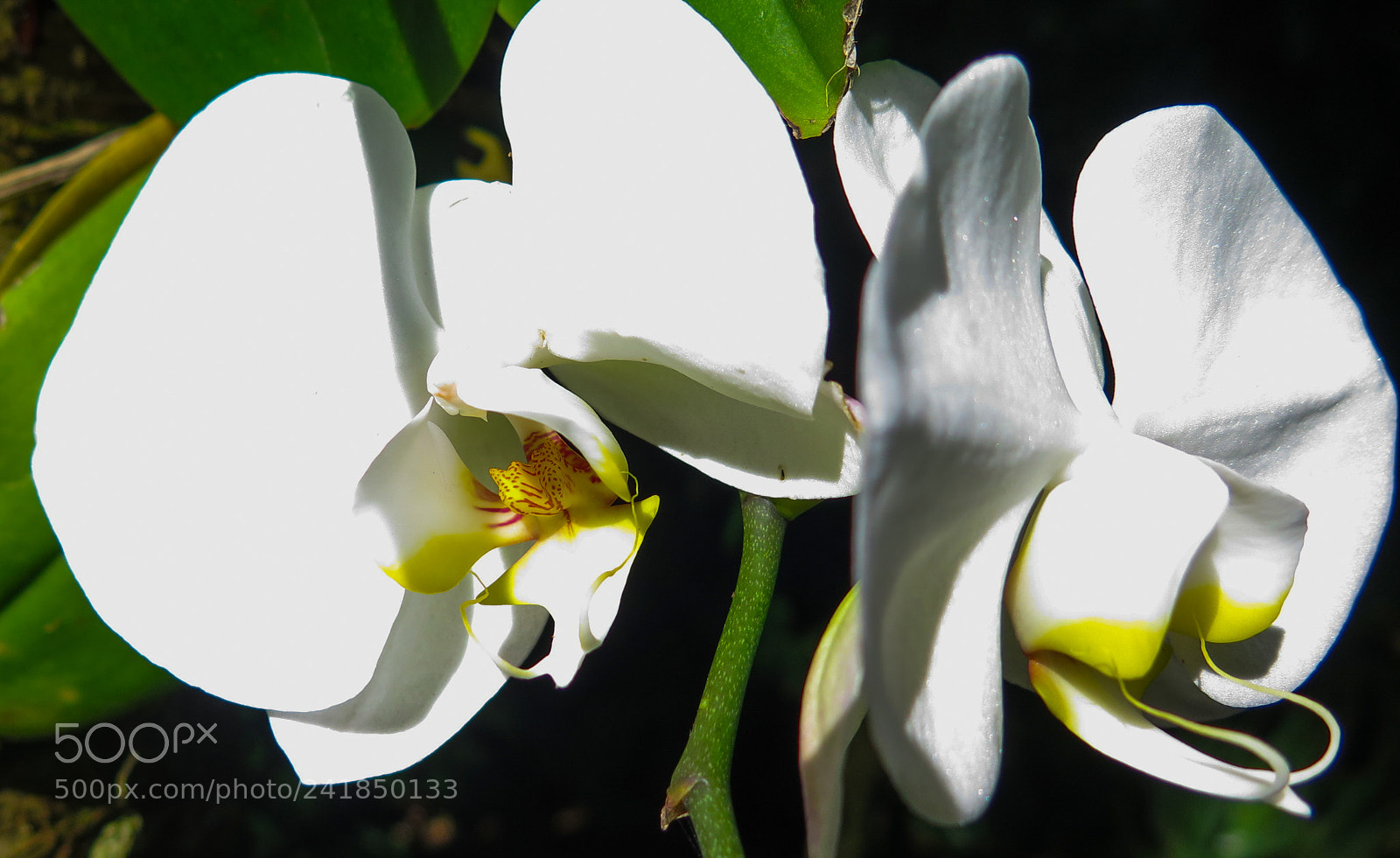 Canon PowerShot G16 sample photo. White orchid photography