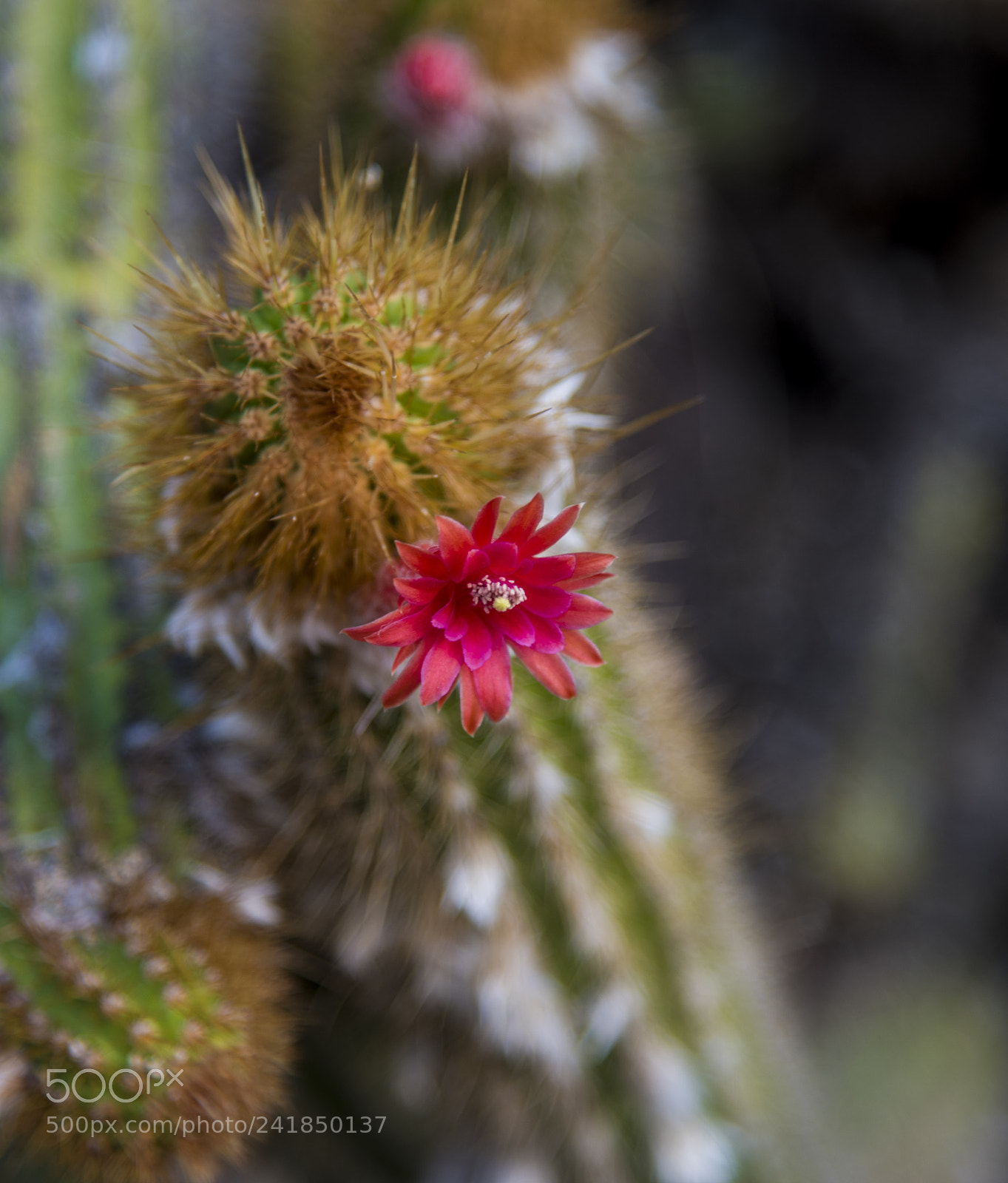 Nikon D810 sample photo. Cactus blossom photography