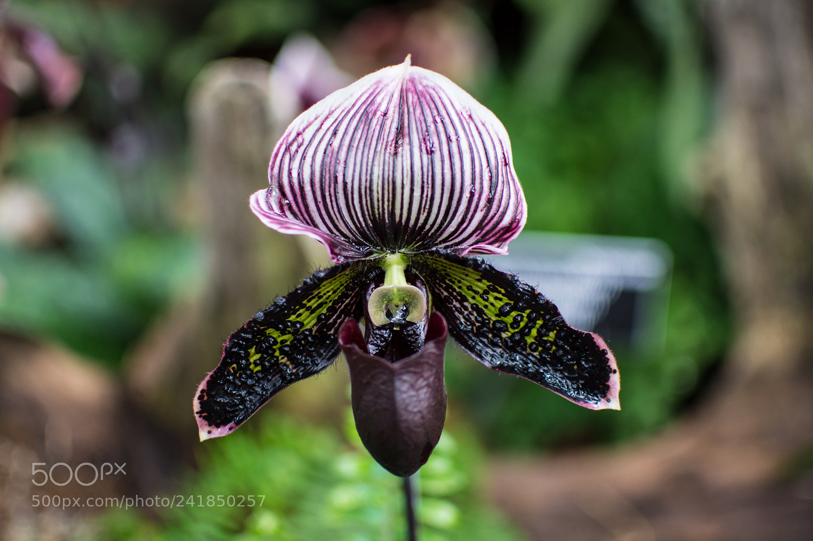 Nikon D7200 sample photo. Dark color orchid photography