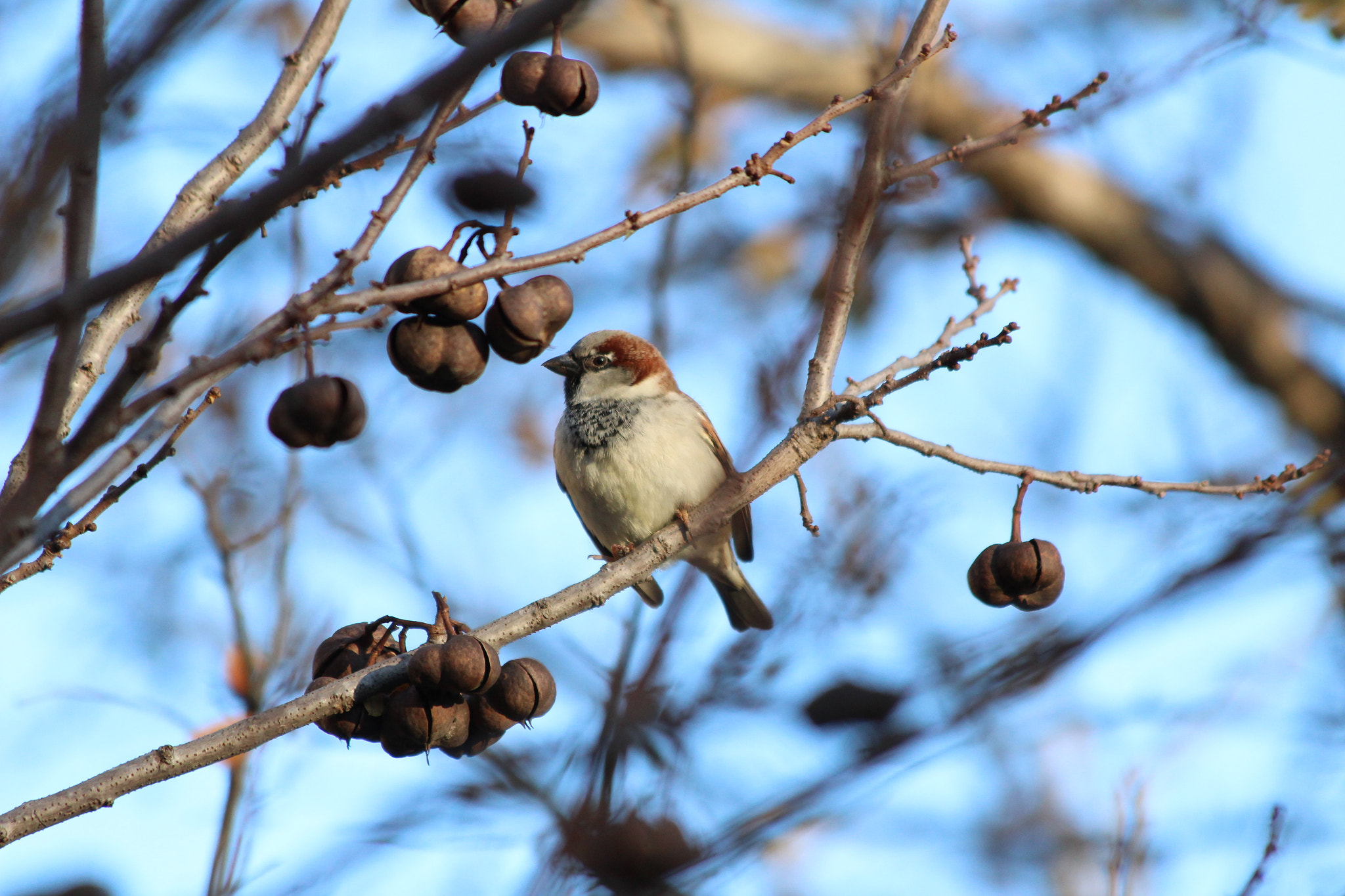 Canon EF 70-300mm F4-5.6 IS USM sample photo. House sparrow photography