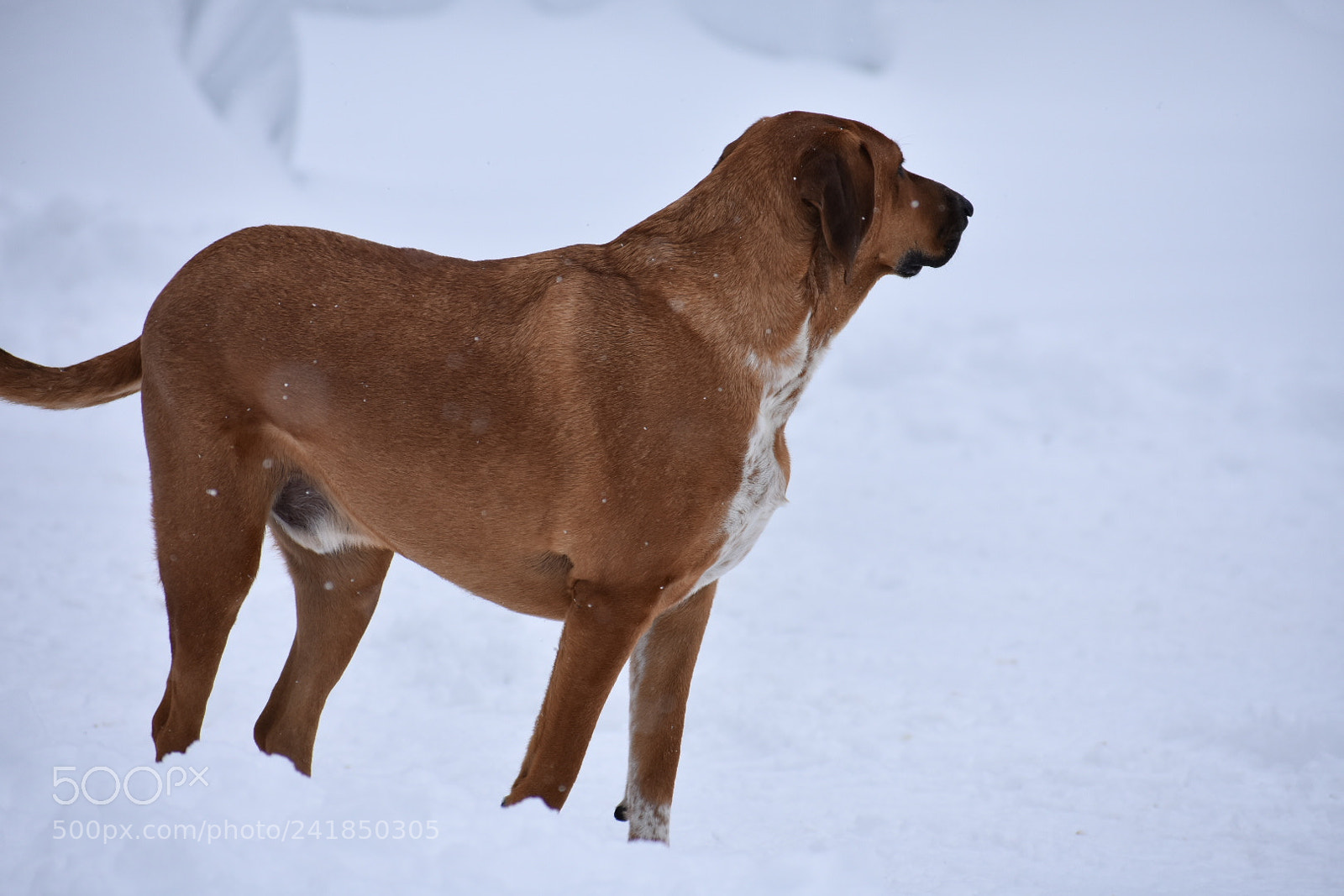 Nikon D3400 sample photo. Winter worker photography