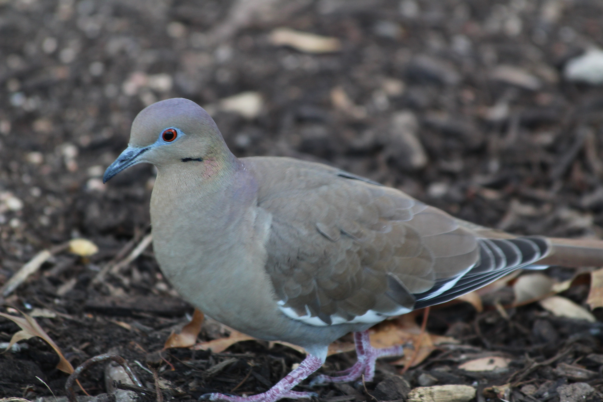 Canon EF 70-300mm F4-5.6 IS USM sample photo. White-winged dove photography