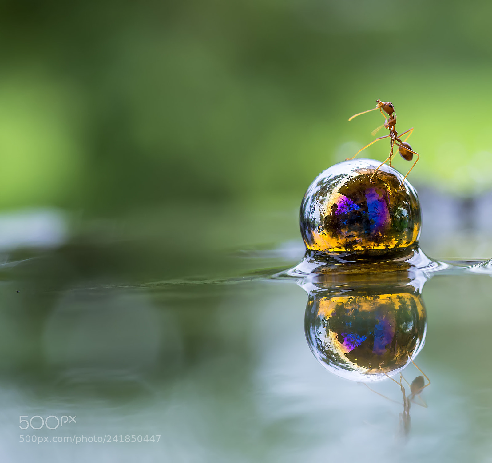Nikon D800 sample photo. Ant, dew, reflection, water photography