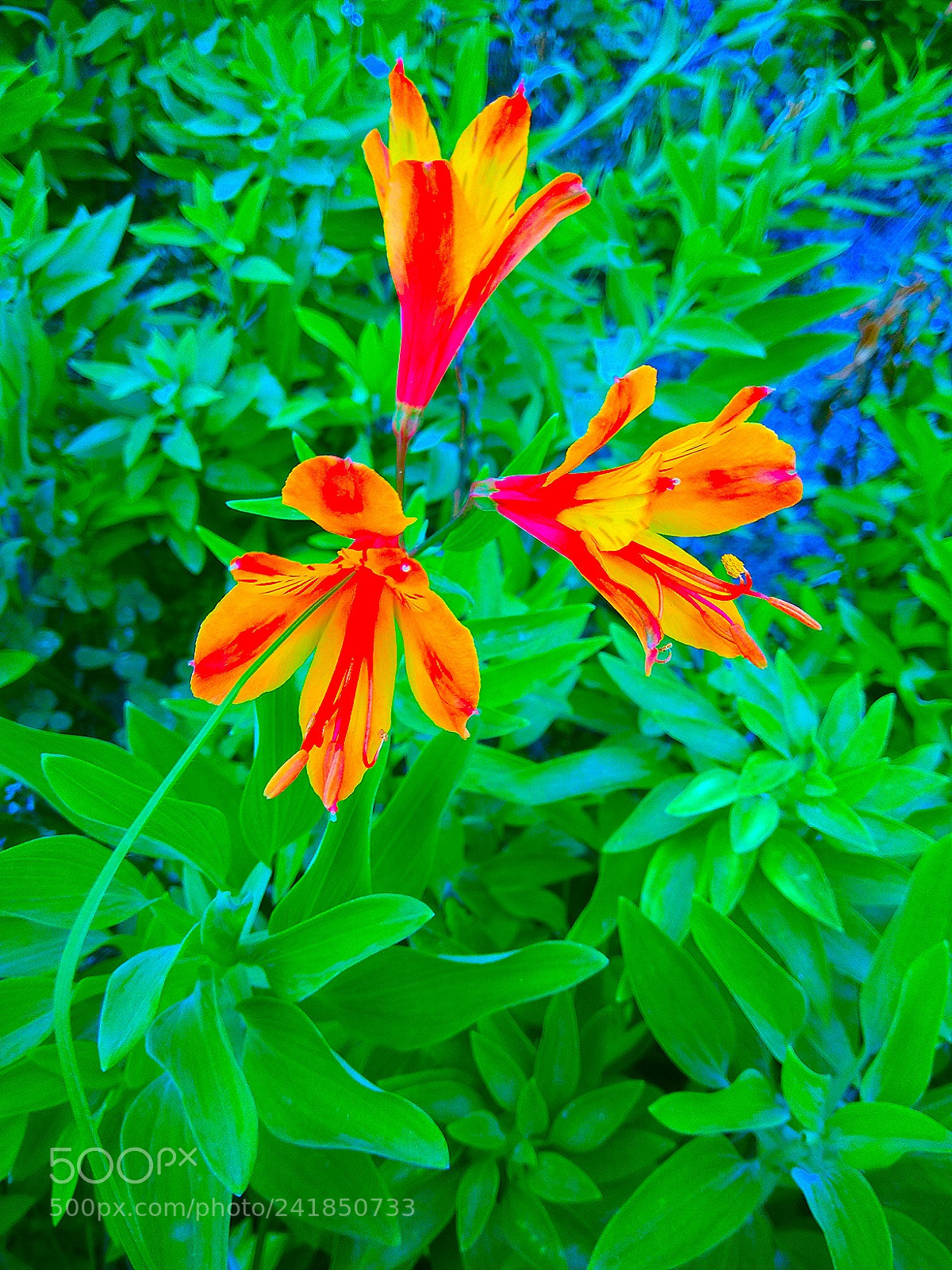 Xiaomi Redmi Note 4 sample photo. 3 musketeers.. photography