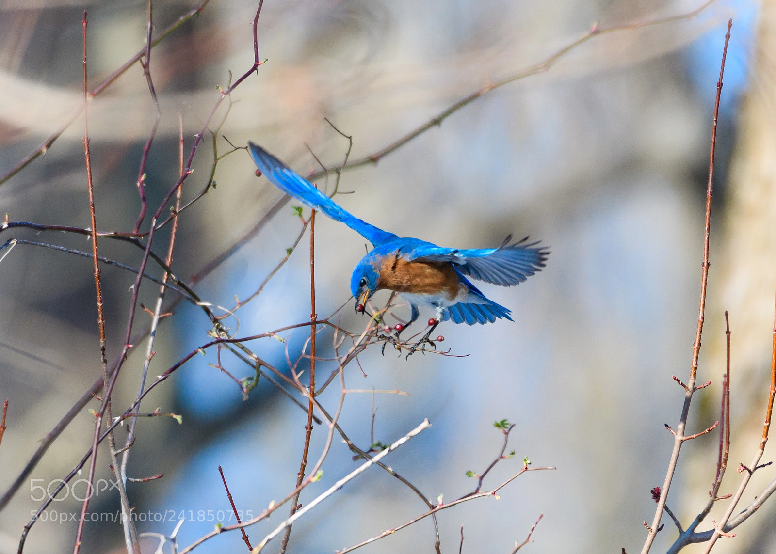 Nikon D500 sample photo. Precision approach. photography