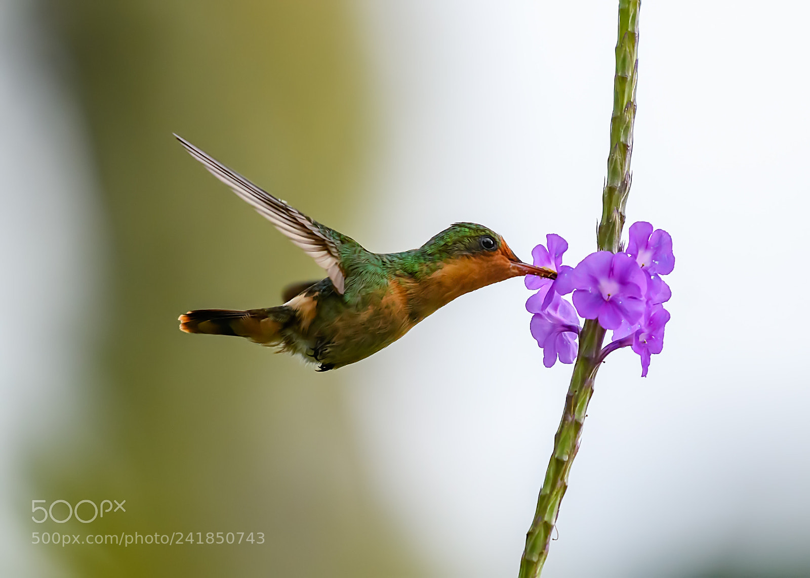 Nikon D500 sample photo. Tufted coquette photography
