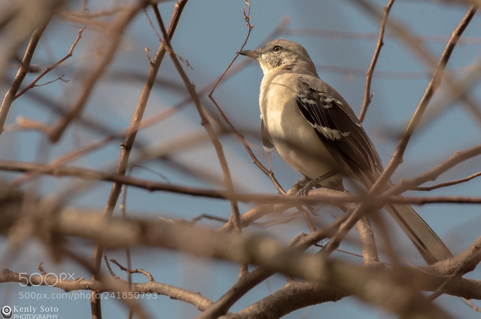 Nikon D3200 sample photo. Northern mockingbird photography