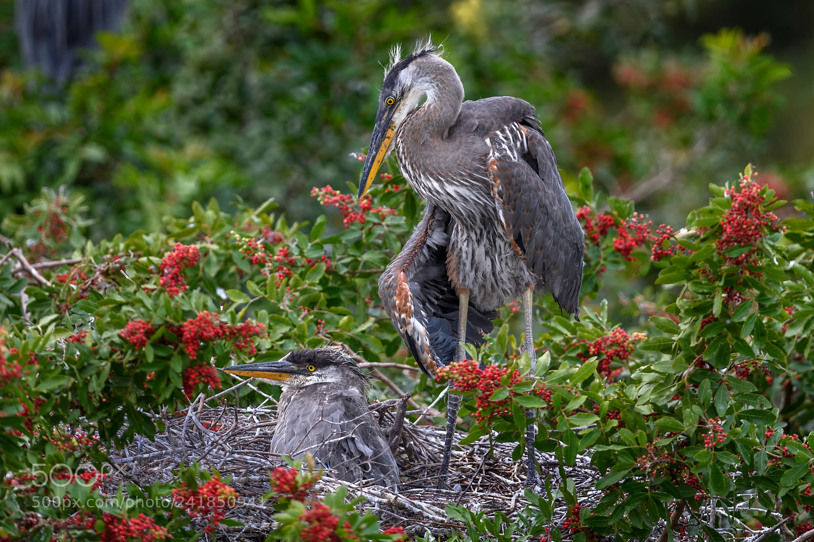 Nikon D5 sample photo. Six-week-old great blue heron photography