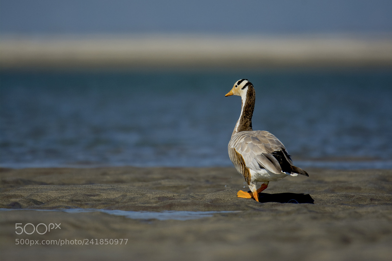 Nikon D7100 sample photo. Bar headed goose photography