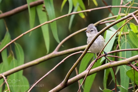 Canon EOS 750D (EOS Rebel T6i / EOS Kiss X8i) sample photo. Young sparrow. barranco, lima. photography