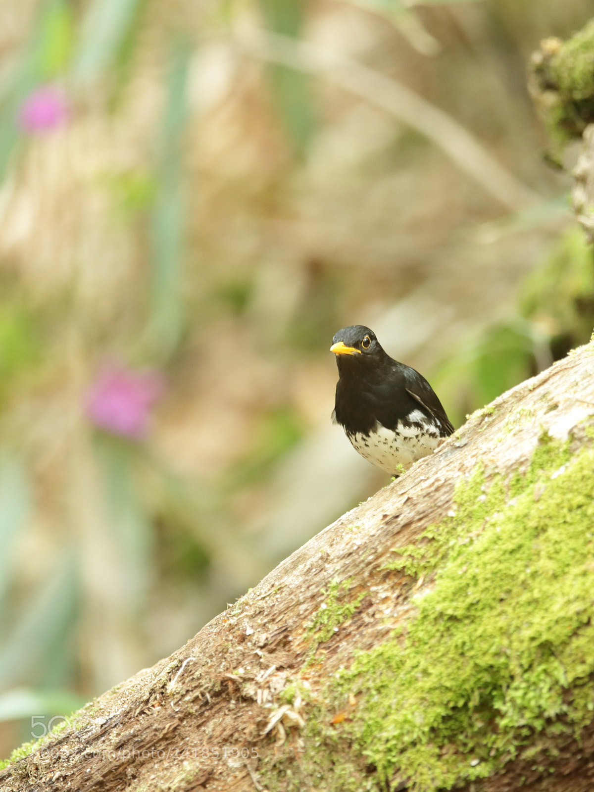 Canon EOS-1D X sample photo. クロツグミ japanese thrush photography