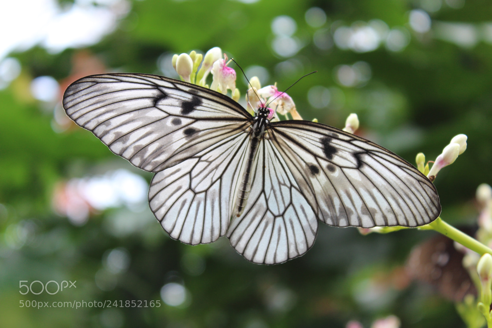 Canon EOS 1300D (EOS Rebel T6 / EOS Kiss X80) sample photo. Butterfly 4 photography