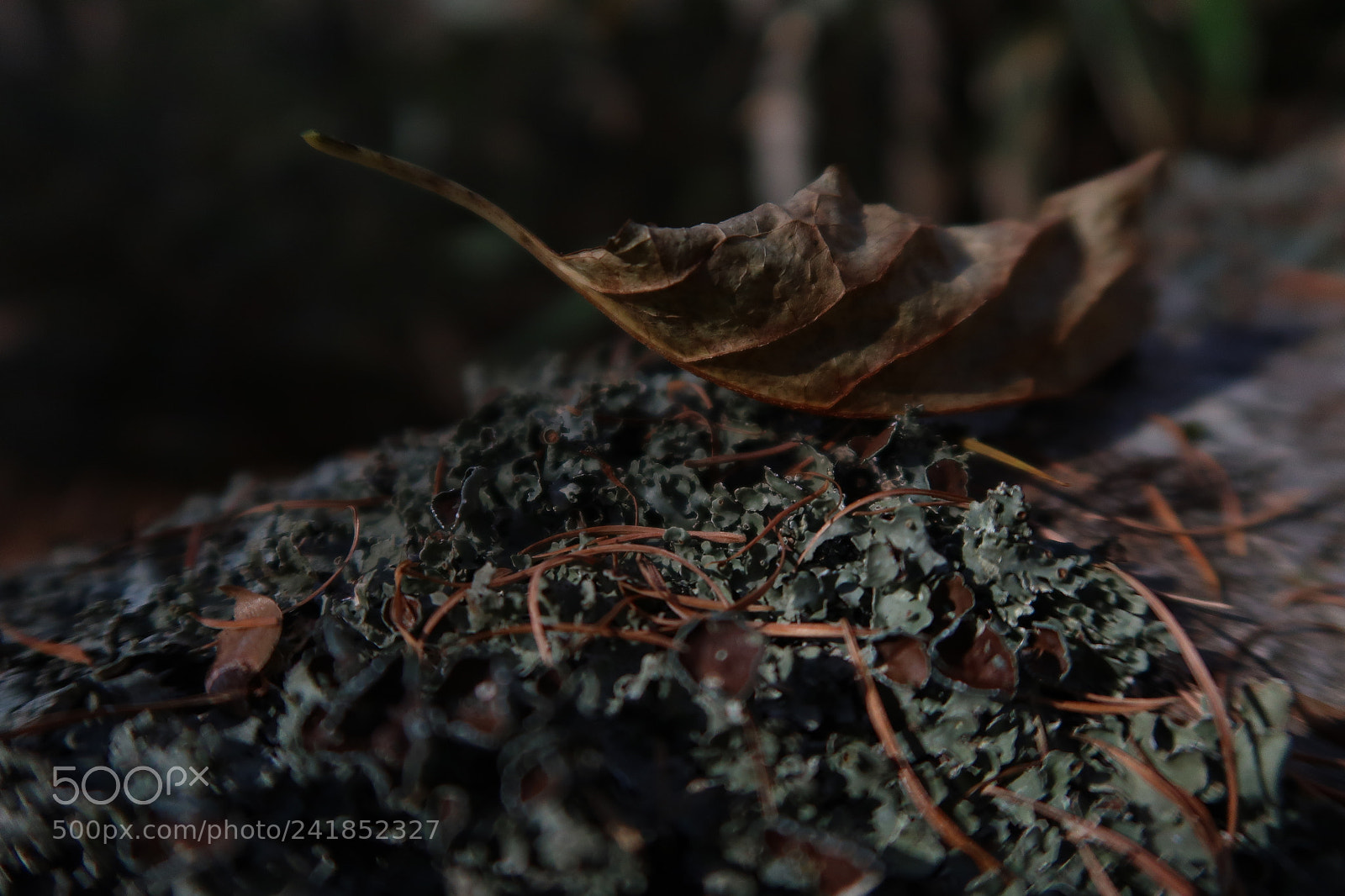 Canon PowerShot G7 X Mark II sample photo. Leaf photography