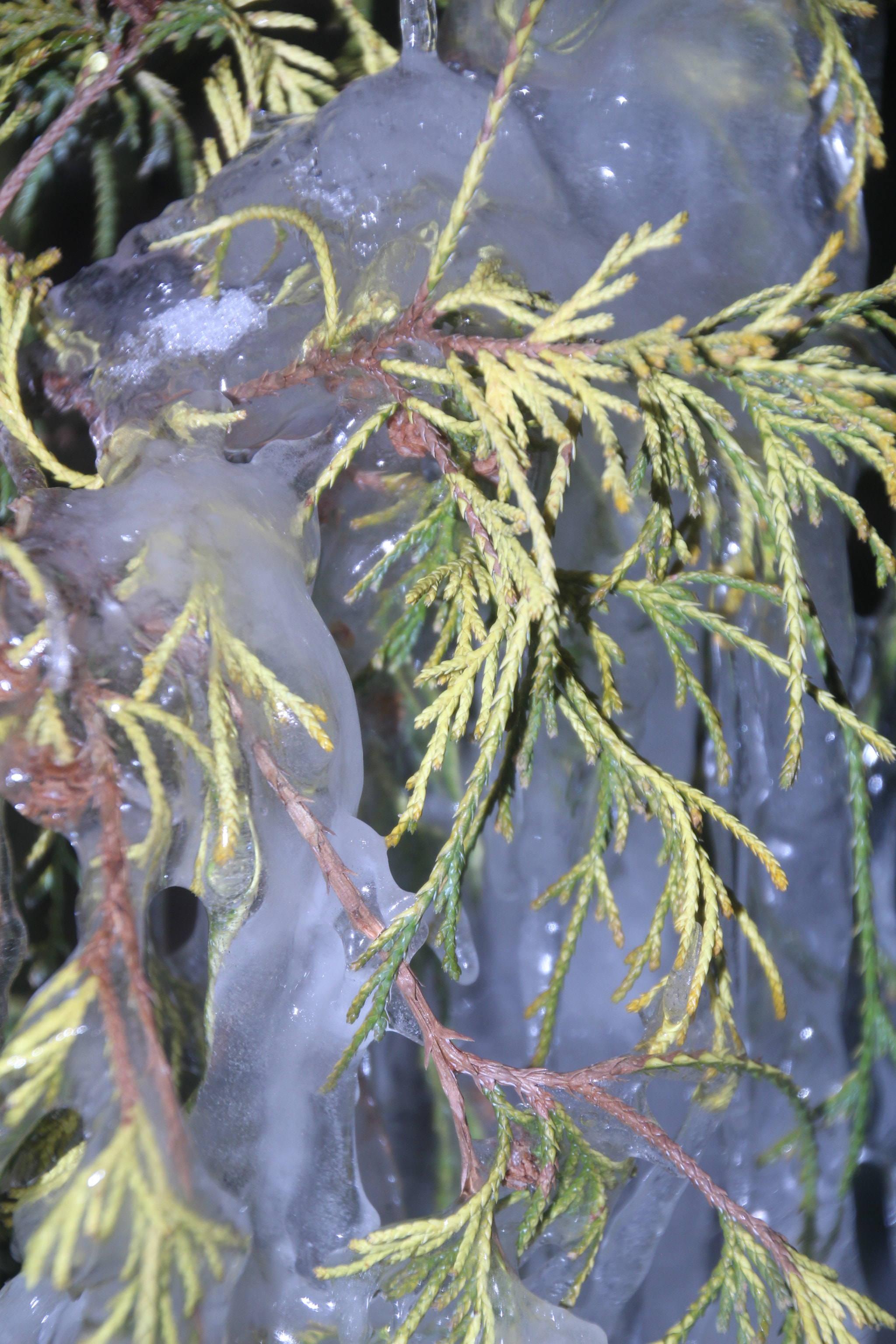 Canon EOS 1200D (EOS Rebel T5 / EOS Kiss X70 / EOS Hi) sample photo. Branch and icicles close-up. Ветвь и сосульки. photography