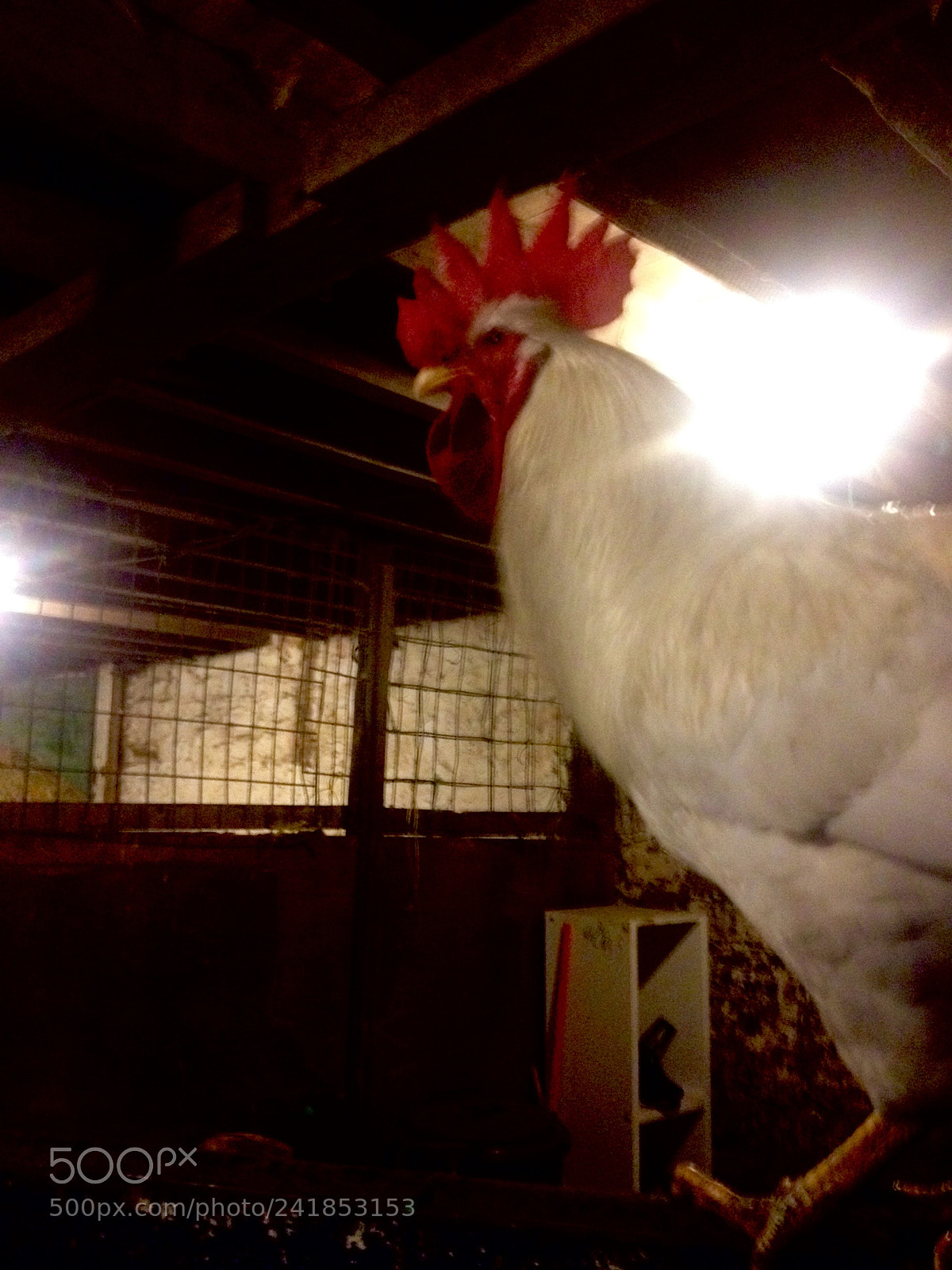 Apple iPhone 4S sample photo. Colin the cockerel strutting photography