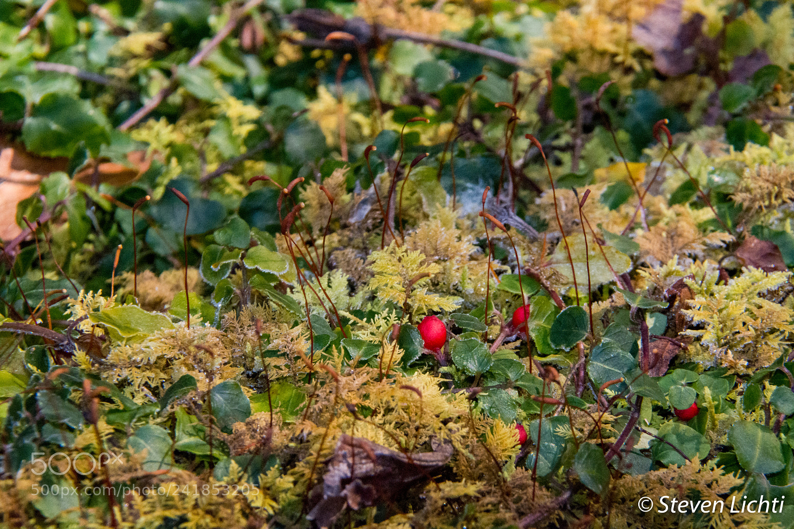 Nikon D7100 sample photo. Moss garden photography