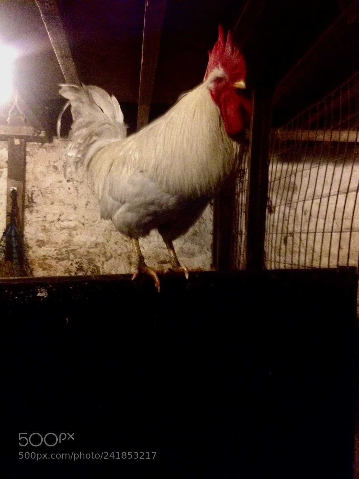 Apple iPhone 4S sample photo. Colin the cockerel strutting photography