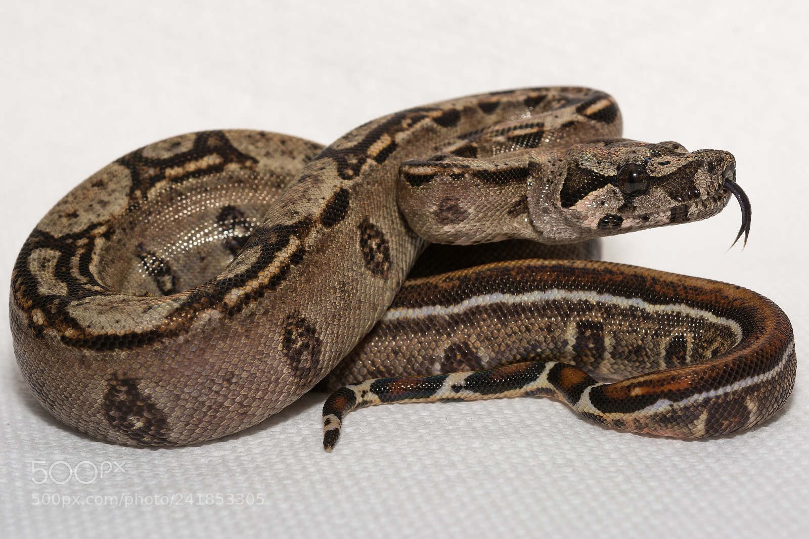 Nikon D7100 sample photo. Critter photography