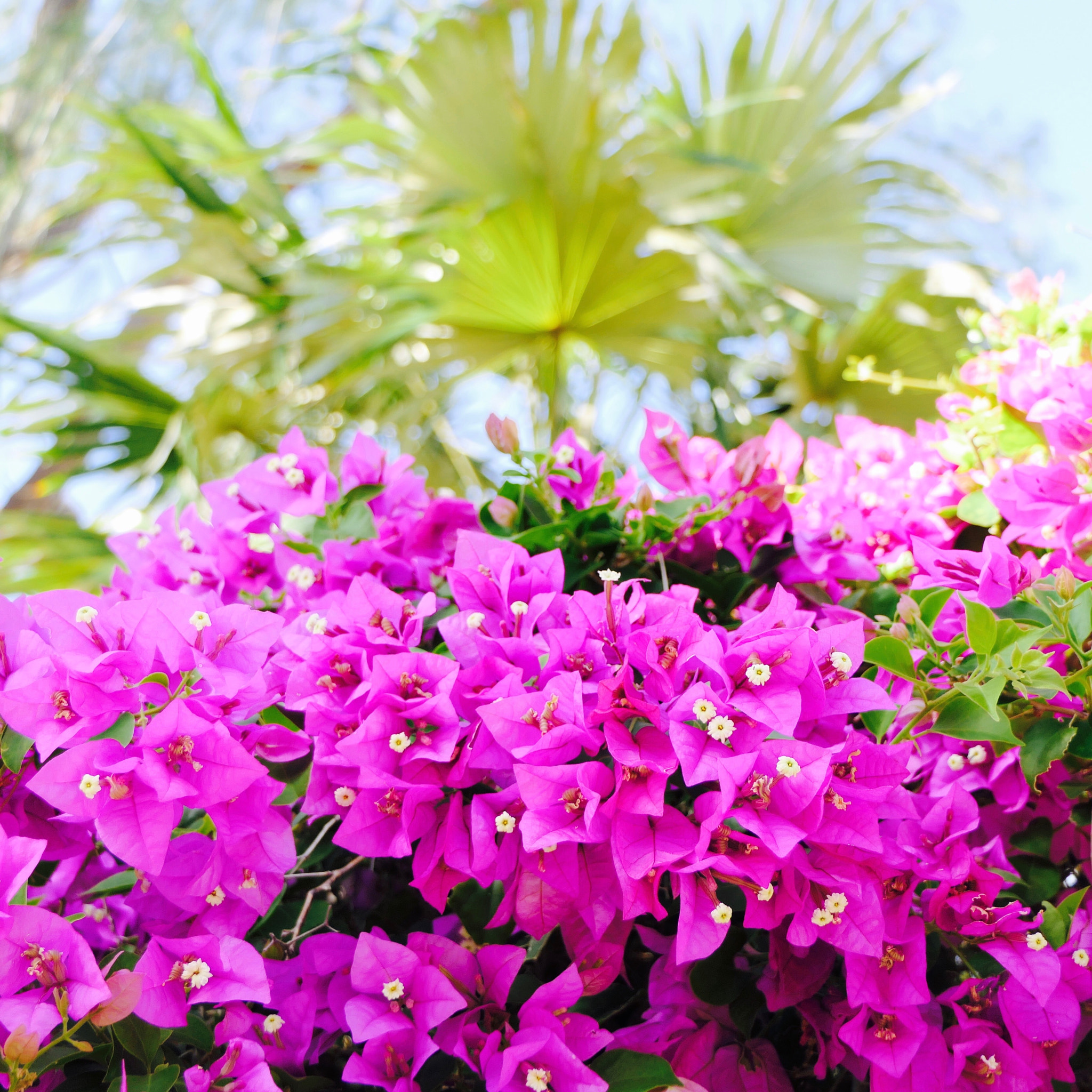 Panasonic Lumix DMC-FZ2500 (Lumix DMC-FZ2000) sample photo. Bougainvillea photography