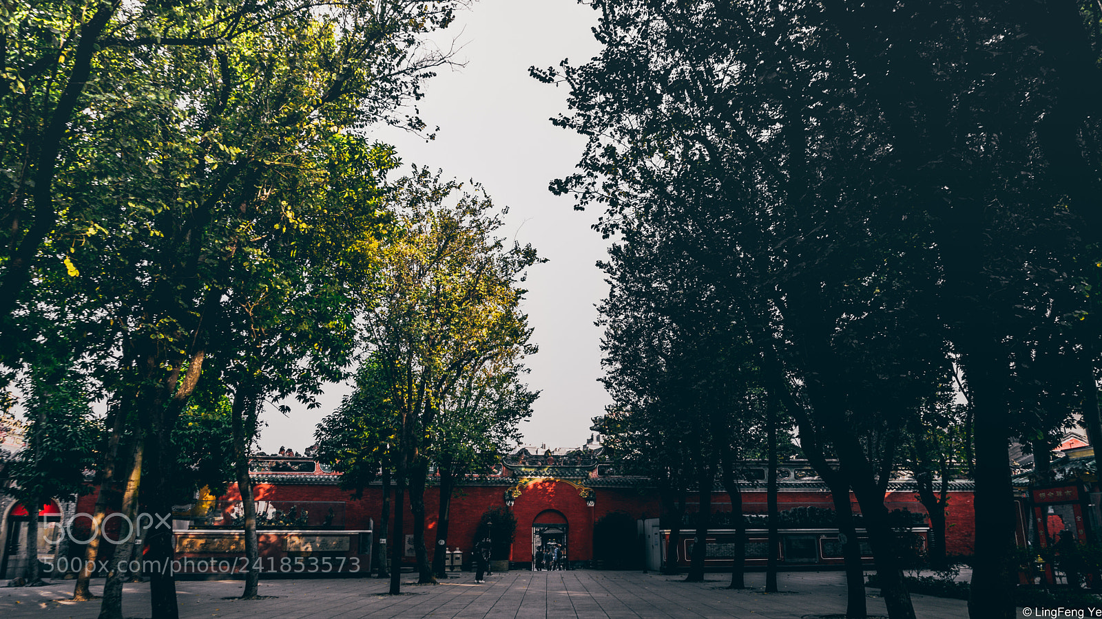 Sony a7 II sample photo. Trees way photography