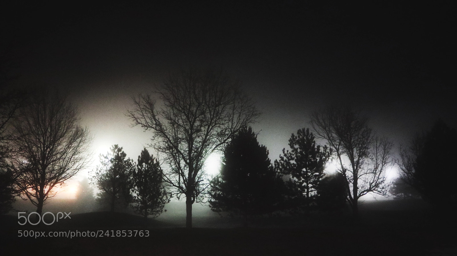 Canon EOS M6 sample photo. Foggy trees photography