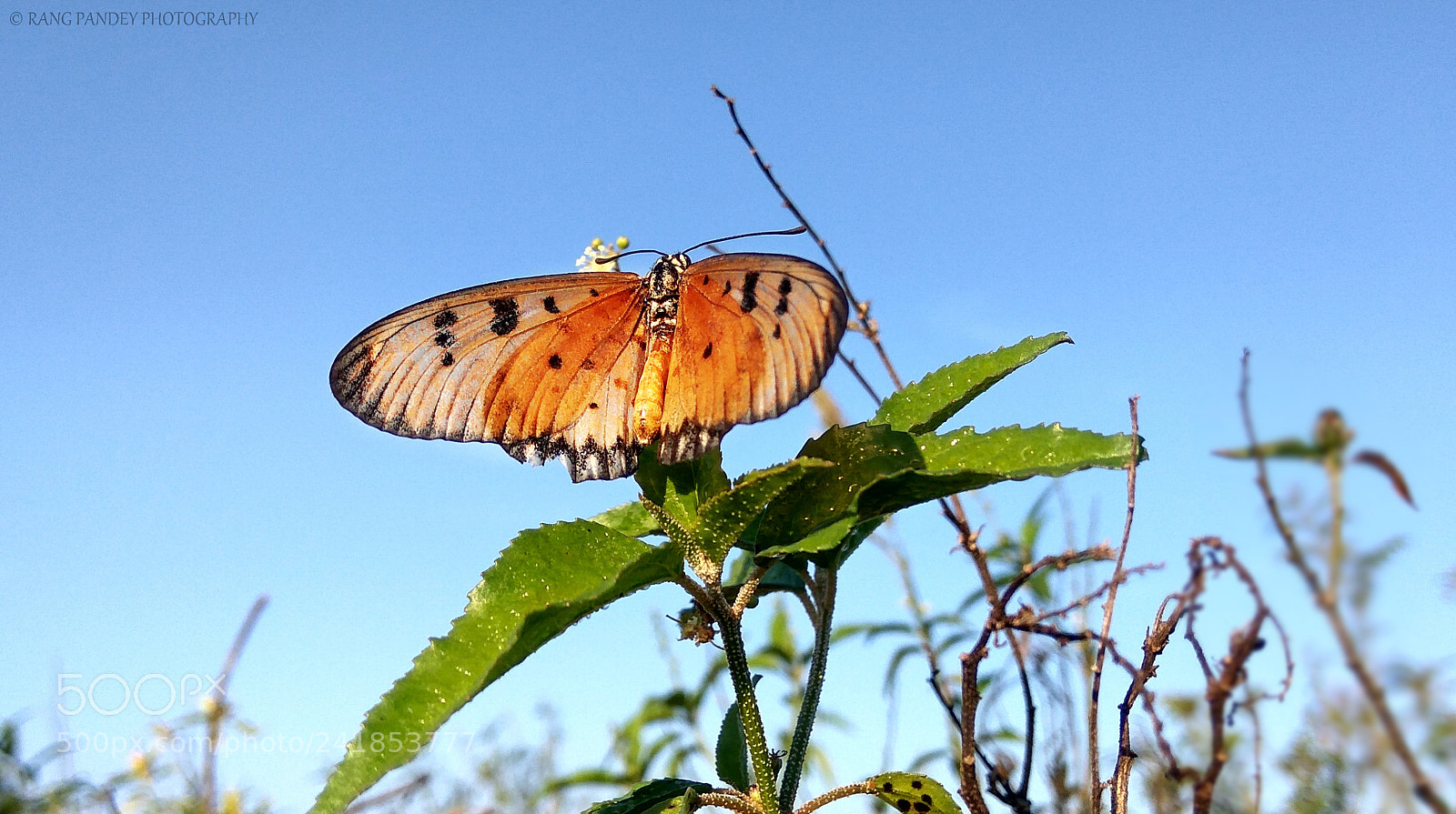 Xiaomi Redmi Note 3 sample photo. Titli photography