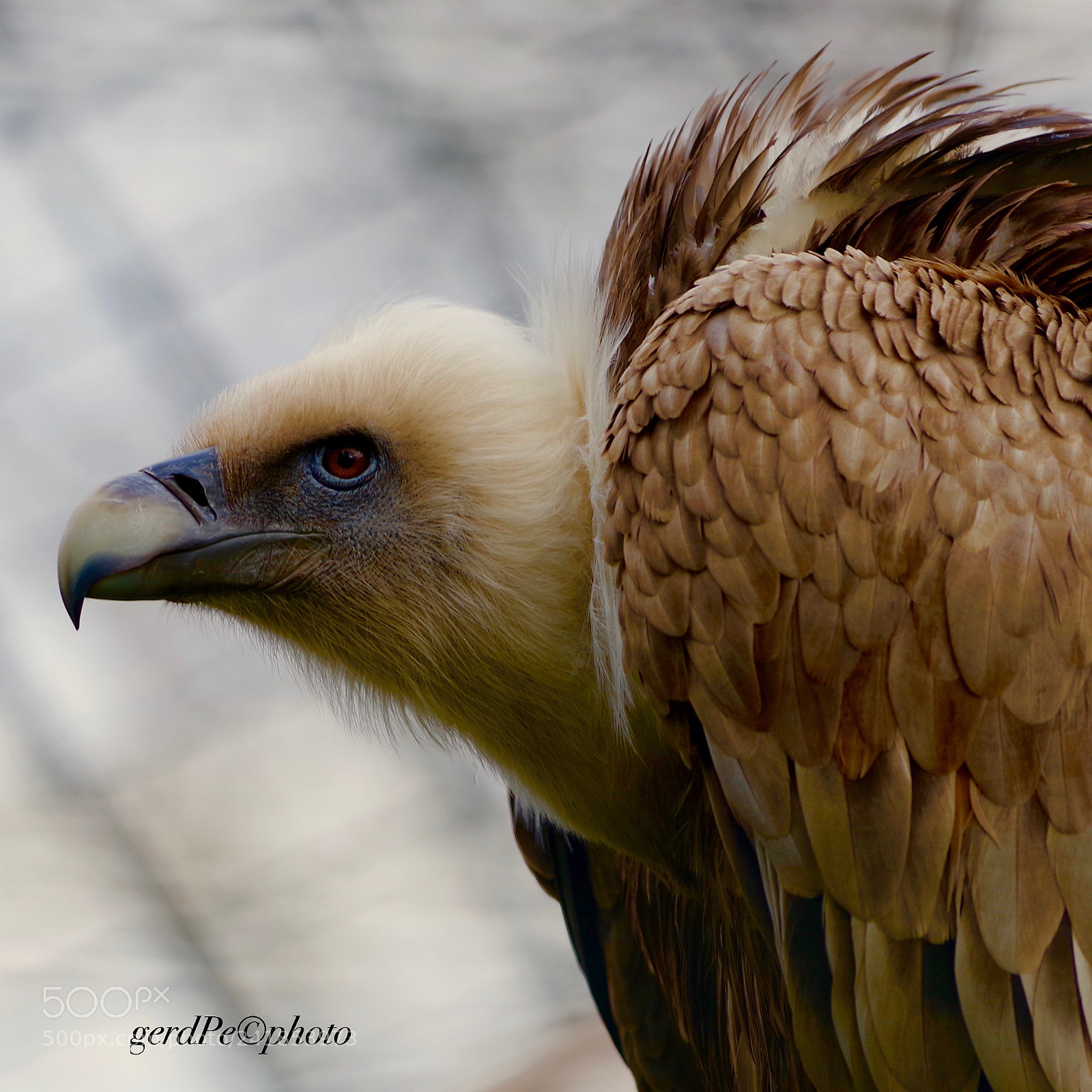 Pentax K-1 sample photo. Have an eagle eye photography