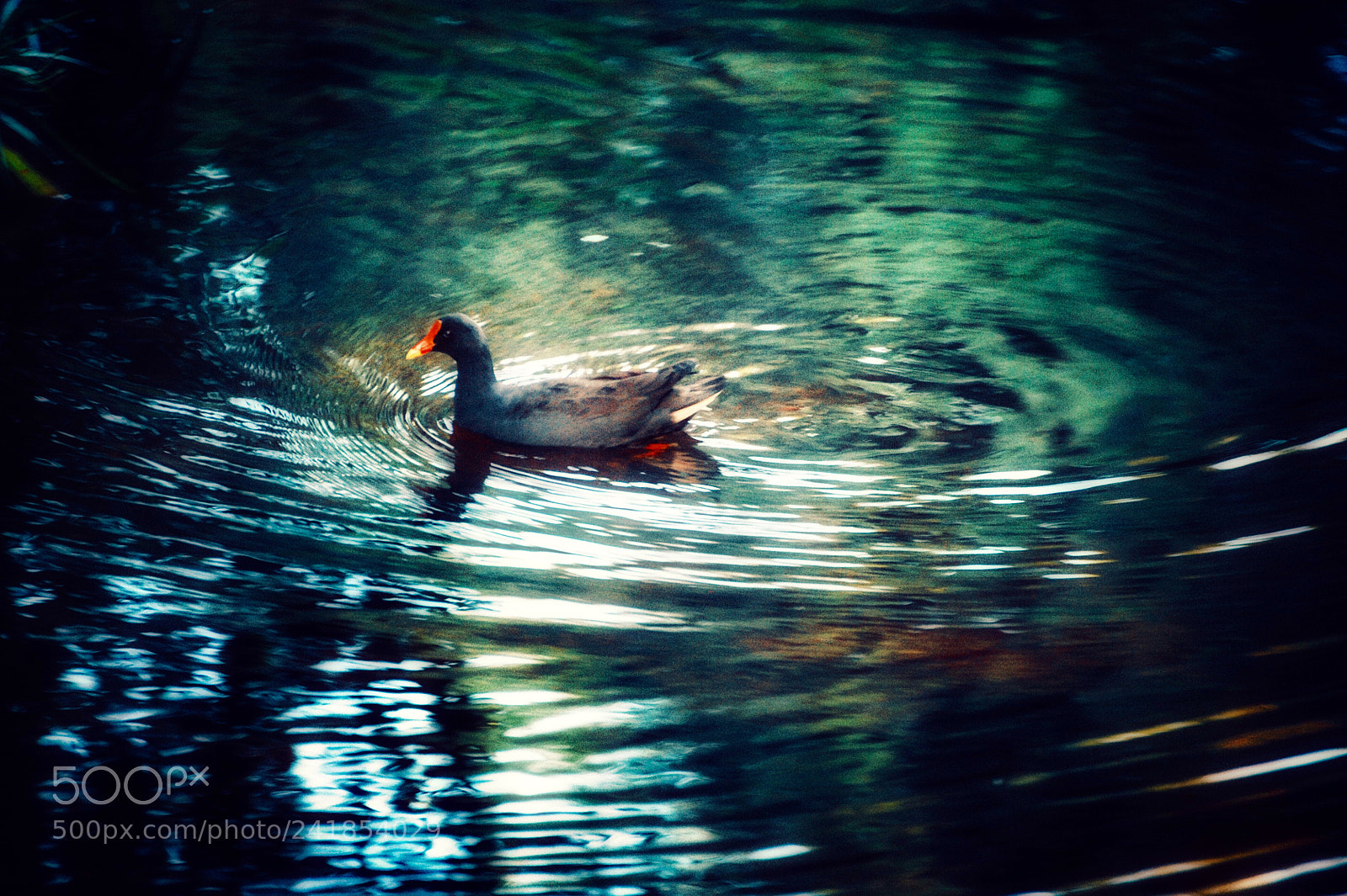 Nikon D700 sample photo. 《free life》 photography