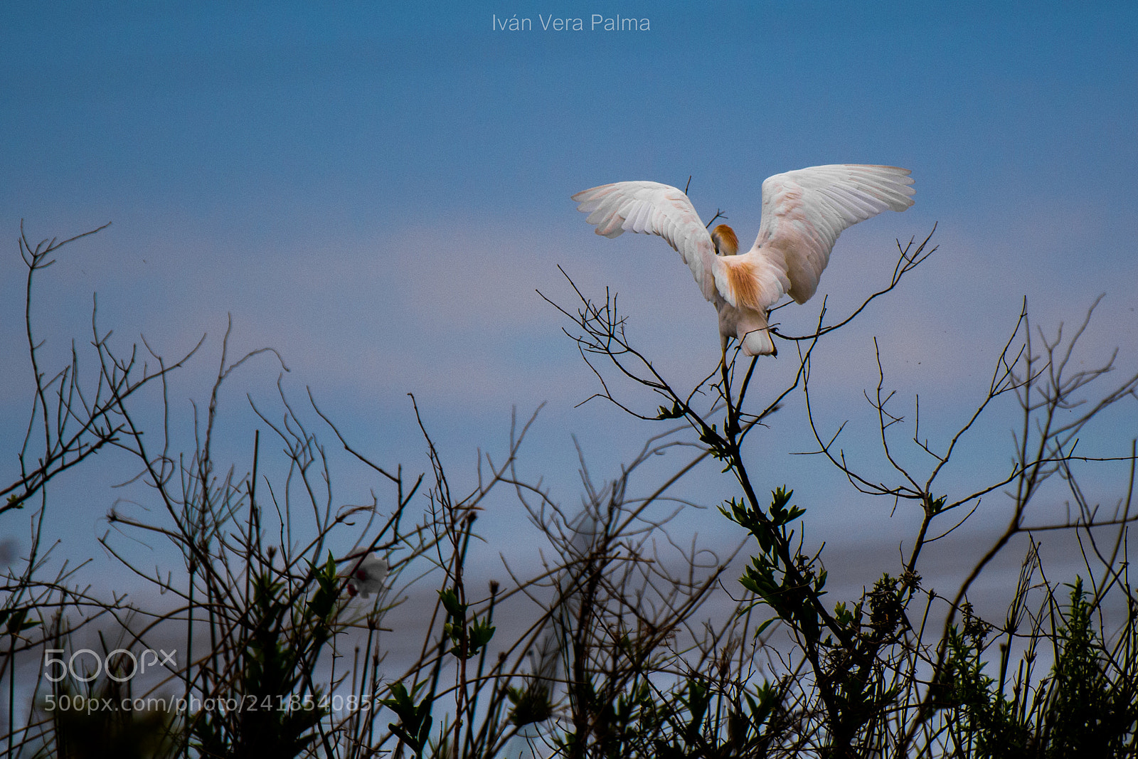 Nikon D500 sample photo. Garza blanca photography