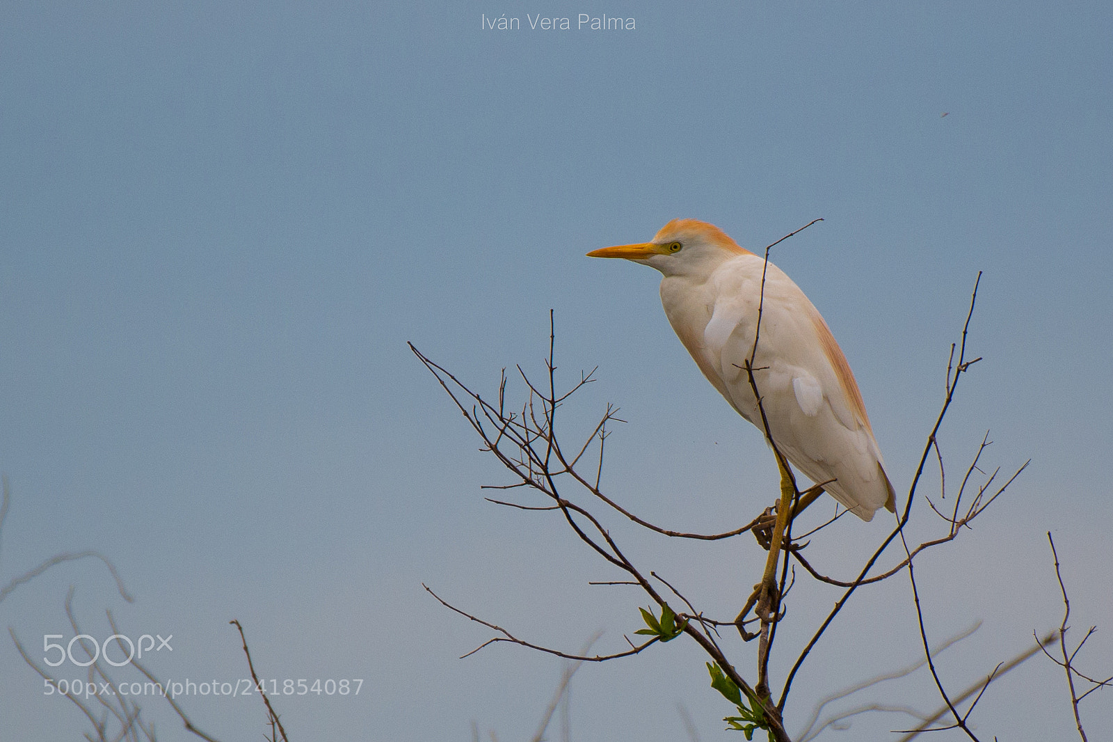 Nikon D500 sample photo. Garza blanca photography