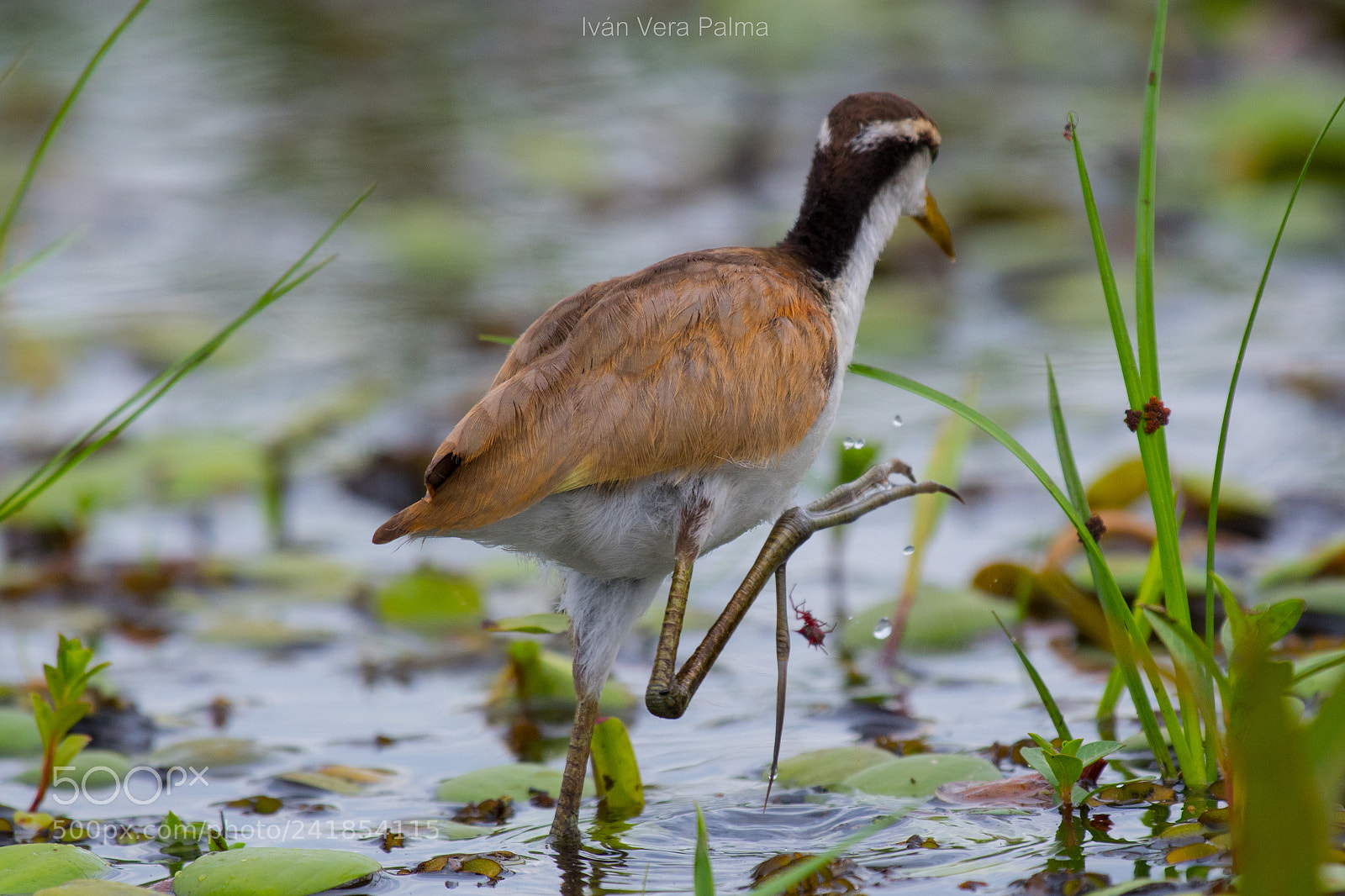 Nikon D500 sample photo. Jacana juvenil photography