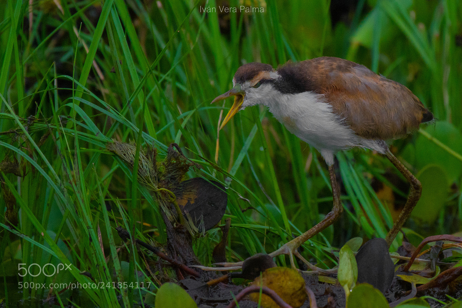 Nikon D500 sample photo. Jacana juvenil photography