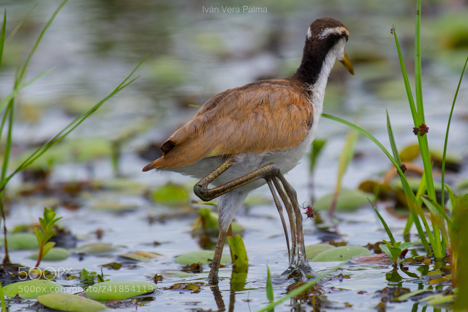 Nikon D500 sample photo. Jacana juvenil photography