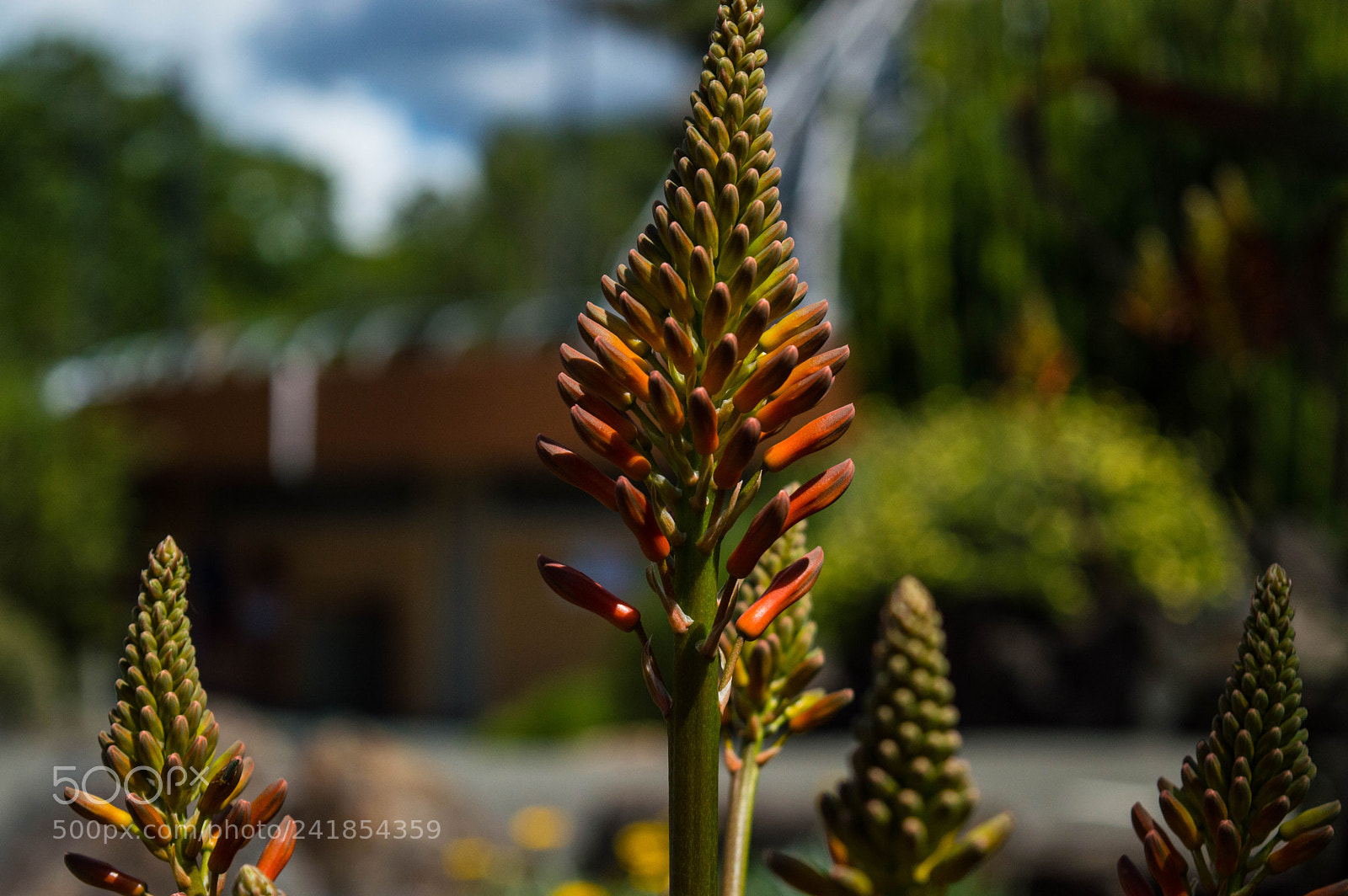 Nikon D3200 sample photo. Popsicles photography
