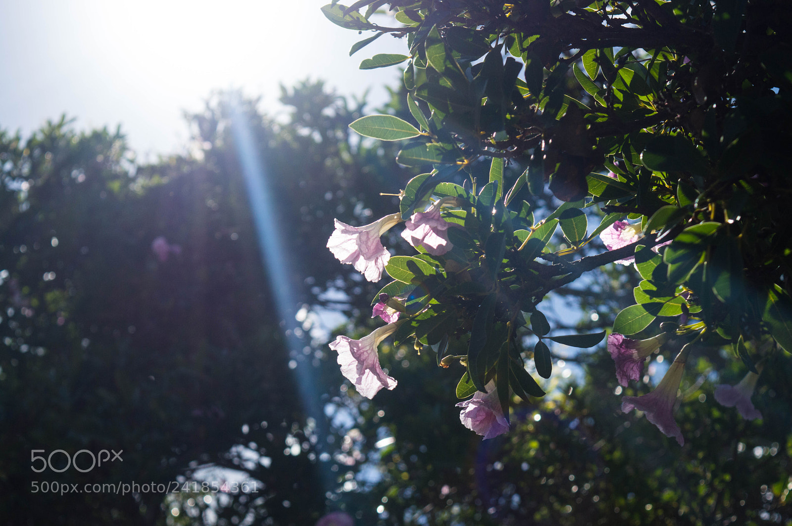 Nikon D3200 sample photo. The light photography