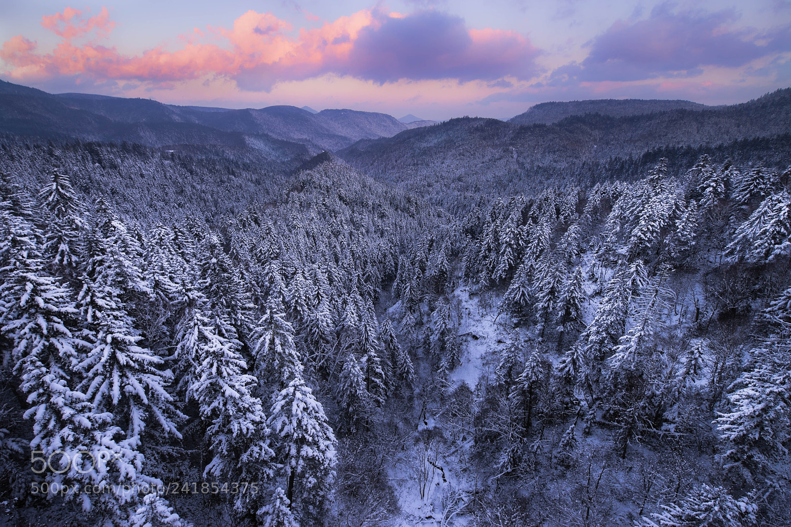 Sony a7 sample photo. Disguise of pine photography