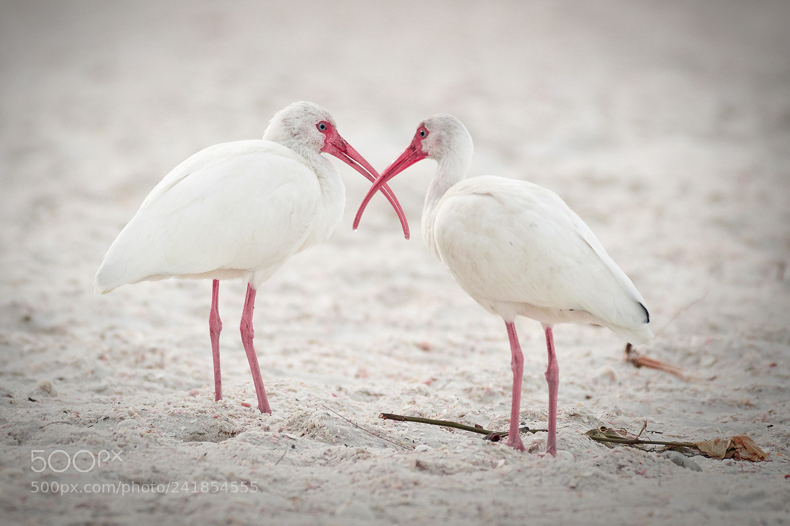 Nikon D500 sample photo. White ibises, delnor-wiggins park photography