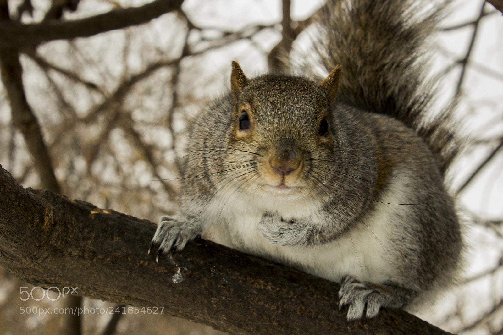Canon EOS 600D (Rebel EOS T3i / EOS Kiss X5) sample photo. Squirlley squirrel photography