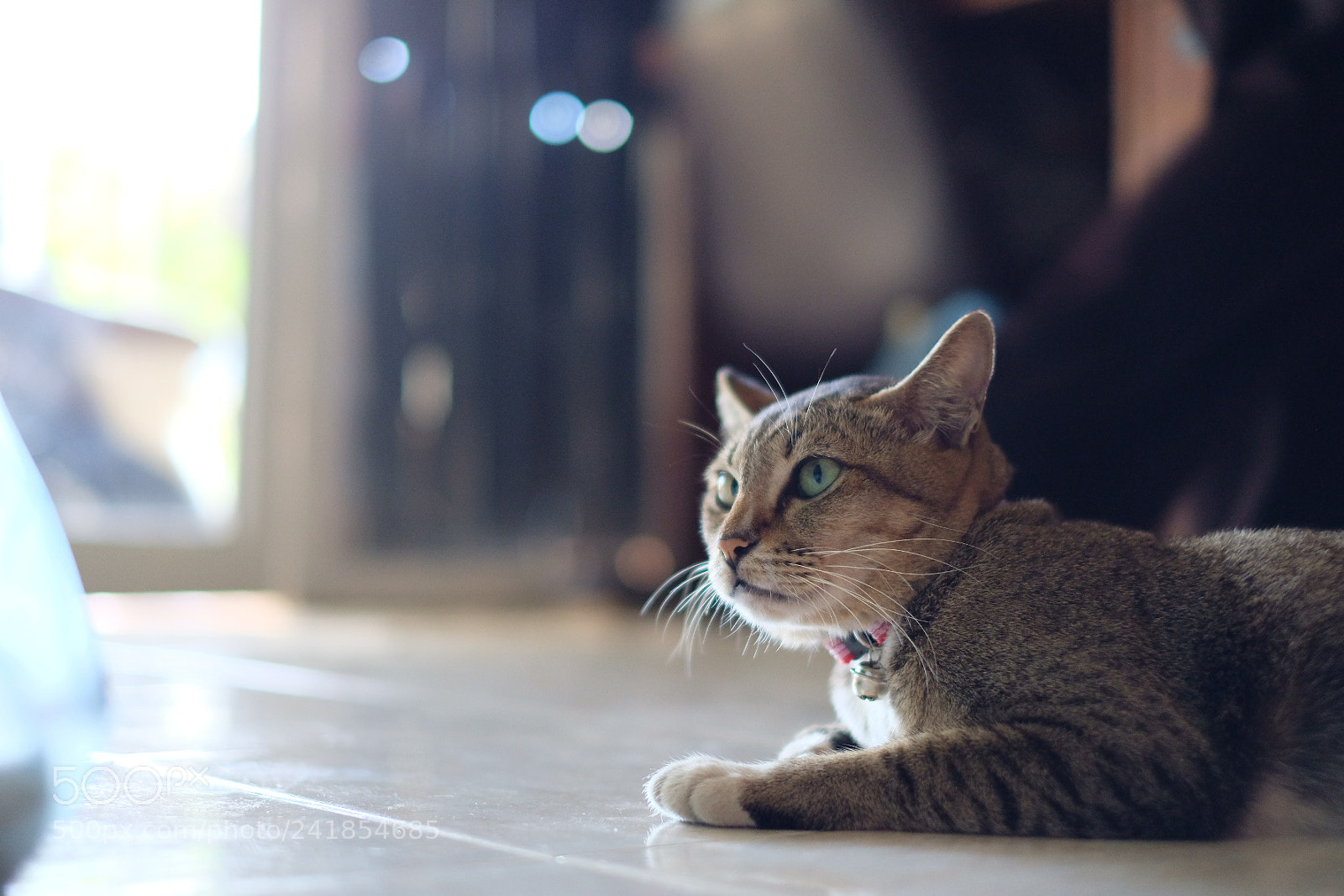 Fujifilm X-E3 sample photo. Cat photography